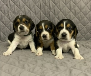 Beagle Litter for sale in MUSTANG, OK, USA