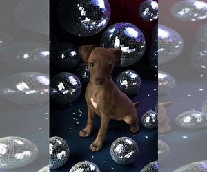 Italian Greyhound Litter for sale in FORT LAUDERDALE, FL, USA