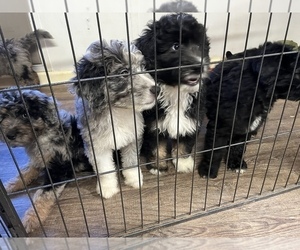 Aussiedoodle Litter for sale in MORGANTON, NC, USA