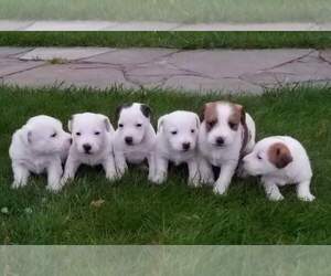 Jack Russell Terrier Litter for sale in PURCELLVILLE, VA, USA