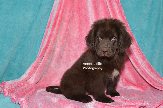 Medium Photo #1 Newfoundland Puppy For Sale in MILLERSBURG, IN, USA