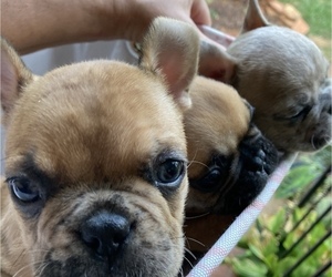 French Bulldog Litter for sale in INMAN, SC, USA