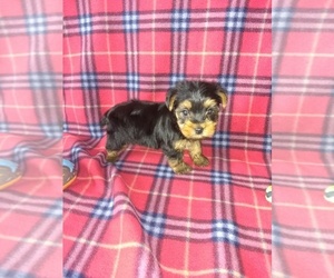 Yorkshire Terrier Litter for sale in LAPEER, MI, USA