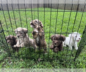 Schnoodle (Miniature) Litter for sale in BARTLESVILLE, OK, USA