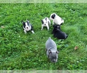 Faux Frenchbo Bulldog Litter for sale in SUGARCREEK, OH, USA