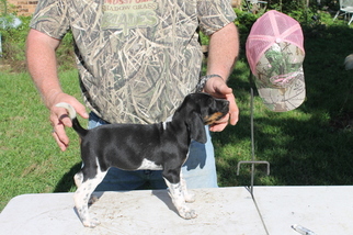 Puppyfinder Com Bluetick Coonhound Puppies Puppies For Sale Near Me In Texas Usa Page 1 Displays 10