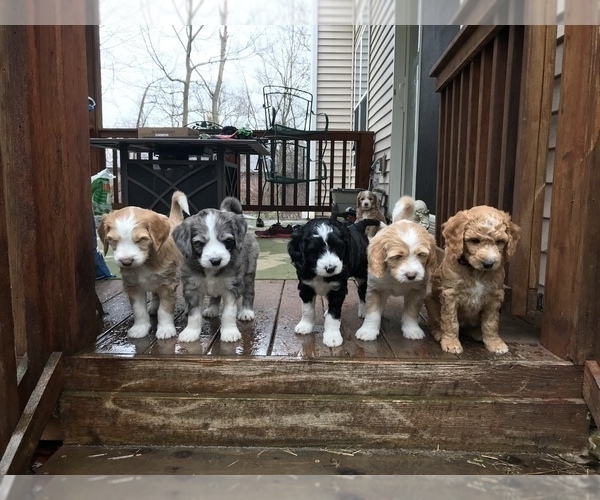 Medium Photo #1 Aussiedoodle Puppy For Sale in COMMERCE, MI, USA