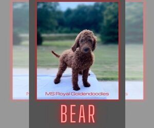 Goldendoodle Litter for sale in MARIETTA, MS, USA