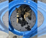 Small German Shepherd Dog