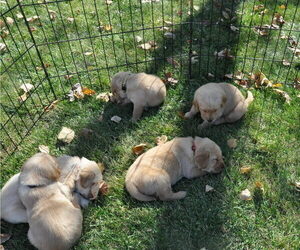Golden Labrador Litter for sale in MARYVILLE, MO, USA