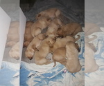 Small Photo #1 Golden Labrador Puppy For Sale in BENTON, IL, USA