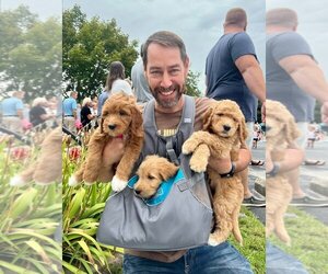 Goldendoodle Litter for sale in TOLEDO, OH, USA