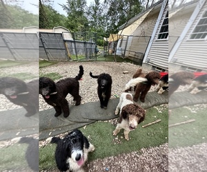 Poodle (Standard) Litter for sale in CANFIELD, OH, USA