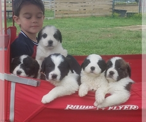 Saint Berdoodle Litter for sale in ALLEGRE, KY, USA