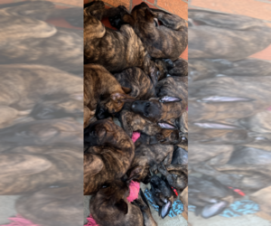 Dutch Shepherd Dog Litter for sale in LYNWOOD, CA, USA
