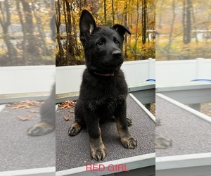 German Shepherd Dog Litter for sale in WEBSTER, WI, USA