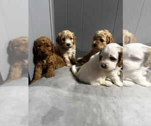 Goldendoodle (Miniature) Litter for sale in CHICAGO, IL, USA