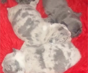 French Bulldog Litter for sale in MODESTO, CA, USA