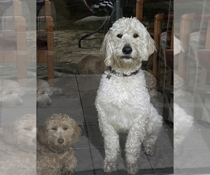Goldendoodle Litter for sale in VICTORVILLE, CA, USA