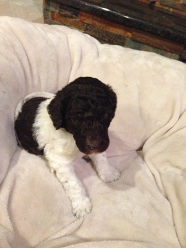 Medium Photo #1 Poodle (Standard) Puppy For Sale in SAINT PAUL, MN, USA