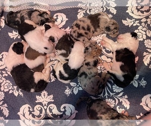 Sheepadoodle Litter for sale in LEWISBURG, KY, USA