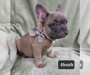 French Bulldog Litter for sale in MINERAL WELLS, WV, USA