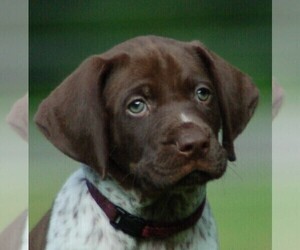 German Shorthaired Pointer Litter for sale in LEBANON, CT, USA