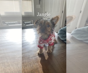 Yorkshire Terrier Litter for sale in COOLBAUGH TOWNSHIP, PA, USA