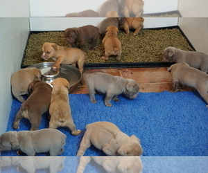 Olde English Bulldogge Litter for sale in MURRAY, KY, USA