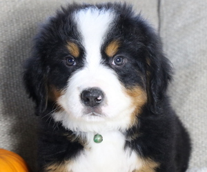 Bernese Mountain Dog Litter for sale in BOSWELL, IN, USA