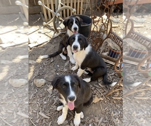 Border Collie Litter for sale in HAYWARD, CA, USA