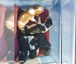 Cavalier King Charles Spaniel Litter for sale in PLACENTIA, CA, USA