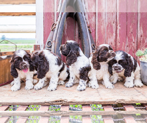 Cocker Spaniel Litter for sale in WAKARUSA, IN, USA