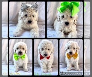 Goldendoodle (Miniature) Litter for sale in KINGSTON, OK, USA