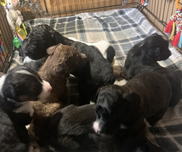 Medium Photo #1 F2 Aussiedoodle Puppy For Sale in BLOOMFIELD, MO, USA