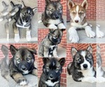 Small Photo #1 Siberian Husky Puppy For Sale in CO SPGS, CO, USA