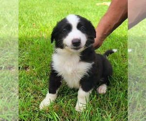English Shepherd Litter for sale in MARCELLUS, MI, USA
