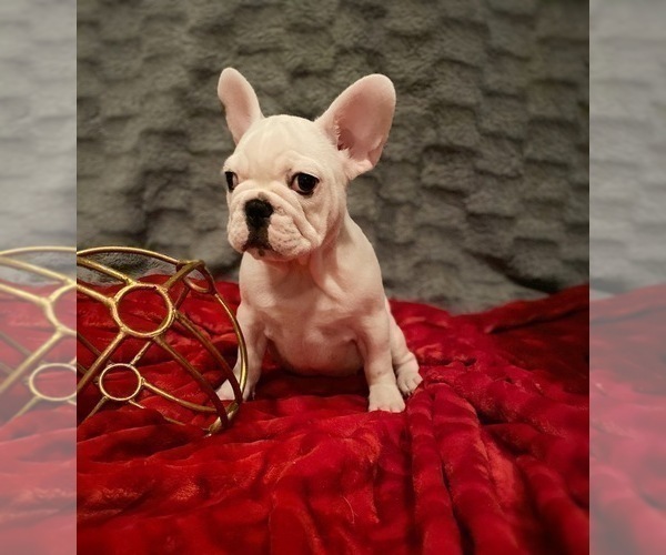 Medium Photo #1 French Bulldog Puppy For Sale in MOORESVILLE, NC, USA