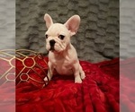 Small Photo #1 French Bulldog Puppy For Sale in MOORESVILLE, NC, USA