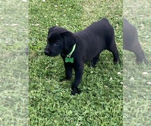 Labrador Retriever Litter for sale in SHELL LAKE, WI, USA