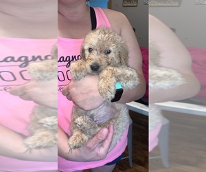 Goldendoodle Litter for sale in DUNDEE, KS, USA