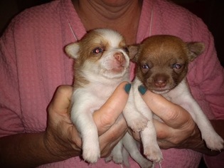 Chihuahua Litter for sale in MOUNT DORA, FL, USA