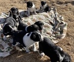 Small Australian Cattle Dog-Border Collie Mix