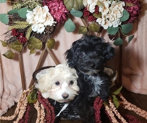 Maltese-Poodle (Toy) Mix Litter for sale in INDEPENDENCE, MO, USA