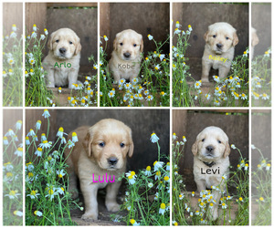 Golden Retriever Litter for sale in VANCOUVER, WA, USA