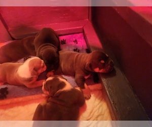 Olde English Bulldogge Litter for sale in RATHDRUM, ID, USA