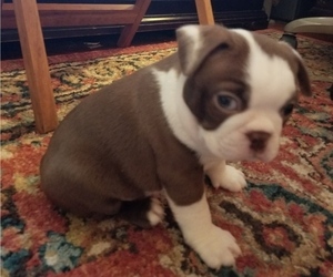 Boston Terrier Litter for sale in GREENWOOD, MS, USA