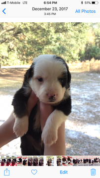 Medium Photo #1 Miniature Australian Shepherd Puppy For Sale in ARCHER, FL, USA