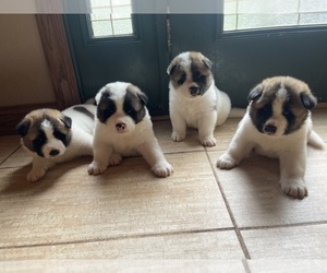 Akita Litter for sale in BENNETT, WI, USA