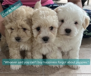 Maltipoo Litter for sale in KATY, TX, USA